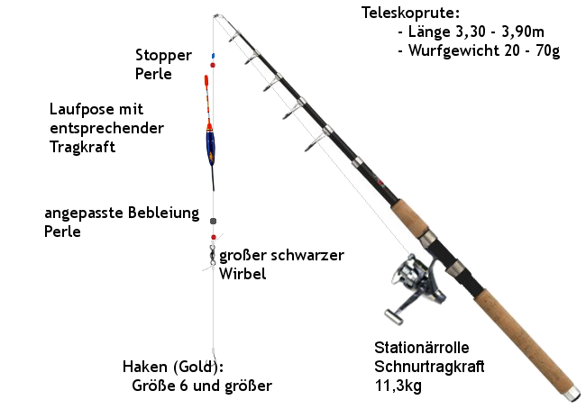 karpfenrute